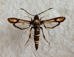 Bembecia pavicevici
