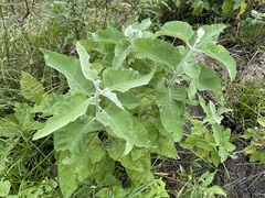 Buddleja crotonoides