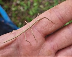 Clonopsis gallica