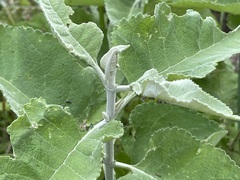 Buddleja crotonoides