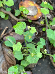 Hydrocotyle bowlesioides