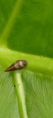 Eoscarta