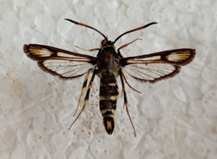 Bembecia pavicevici