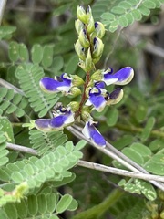Marina divaricata