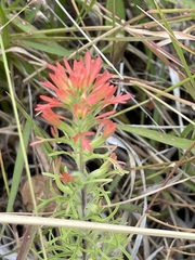 Castilleja bryantii