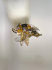 Encyrtinae