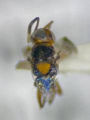 Encyrtinae