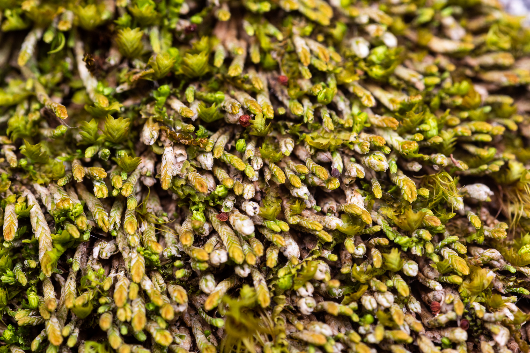 Gymnomitrion concinnatum