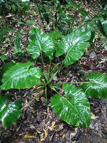 Alocasia brisbanensis