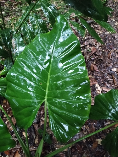 Alocasia brisbanensis