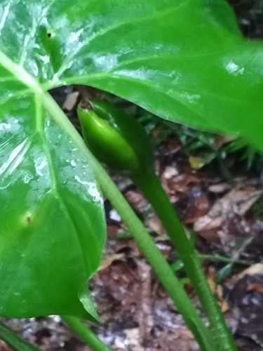 Alocasia brisbanensis