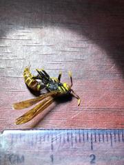 Polistes crinitus