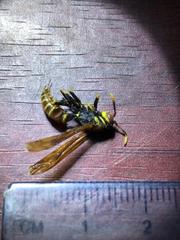 Polistes crinitus
