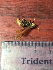 Polistes crinitus