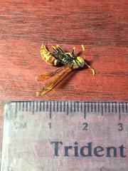 Polistes crinitus