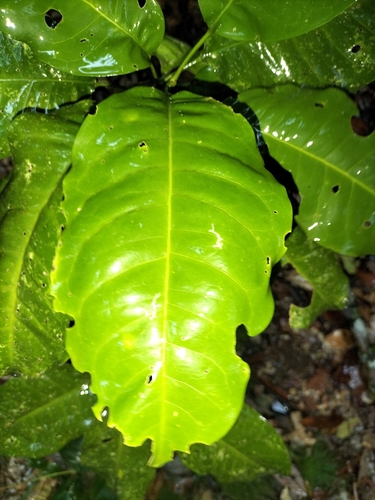Image of Acronychia acidula by (c) Matthew Borella, some rights reserved (CC BY)