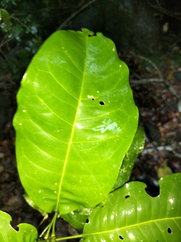 Image of Lemon Aspen (Acronychia acidula) by (c) Matthew Borella, some rights reserved (CC BY)