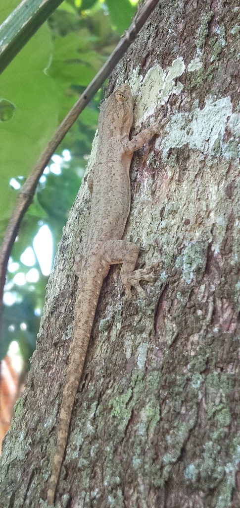 Asian House Gecko from Bantul, Daerah Istimewa Yogyakarta, Indonesia on ...