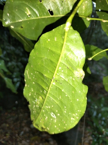 Image of Acronychia acidula by (c) Matthew Borella, some rights reserved (CC BY)