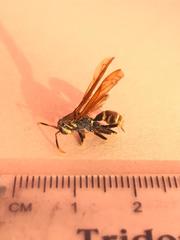Polistes crinitus