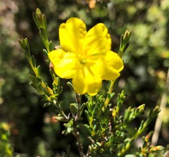 Hibbertia devitata