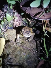 Duttaphrynus melanostictus
