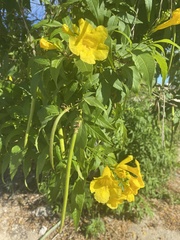 Tecoma stans