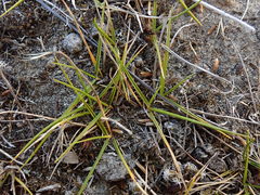 Zoysia minima