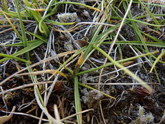 Zoysia minima