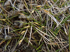Zoysia minima