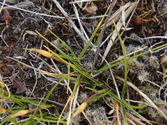 Zoysia minima
