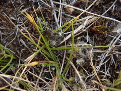 Zoysia minima