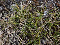 Zoysia minima