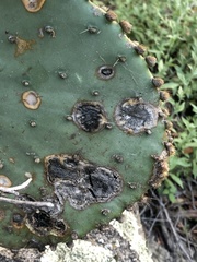 Phyllosticta concava