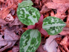 Trillium reliquum