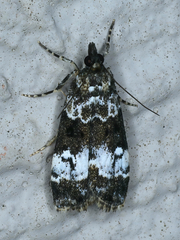 Eudonia protorthra