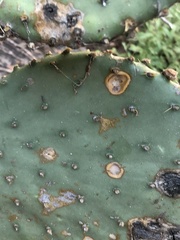 Phyllosticta concava