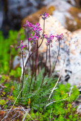 Pedicularis ornithorhynchos