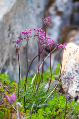 Pedicularis ornithorhynchos