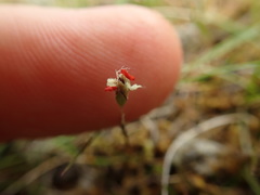 Rytidosperma exiguum