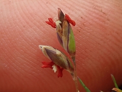 Rytidosperma exiguum