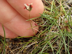 Rytidosperma exiguum