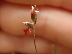 Rytidosperma exiguum