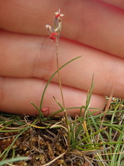 Rytidosperma exiguum