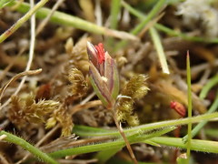 Rytidosperma exiguum