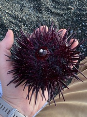 Strongylocentrotidae