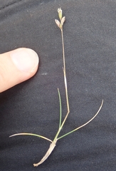 Rytidosperma exiguum