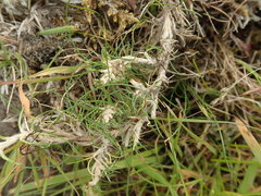 Rytidosperma exiguum