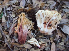 Ramaria rubiginosa