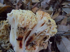 Ramaria rubiginosa